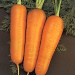 Zanahoria tipo Chantenay